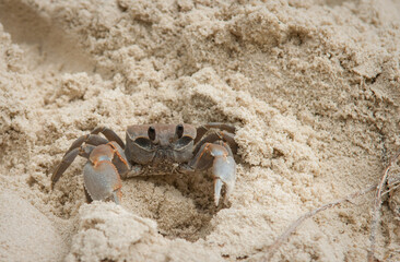 A crab on the beach is running on the white sand. Exotic animals in the resorts of tropical islands. The concept of a beach holiday in the tropics.