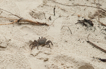 A crab on the beach is running on the white sand. Exotic animals in the resorts of tropical islands. The concept of a beach holiday in the tropics.
