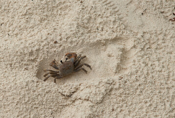 A crab on the beach is running on the white sand. Exotic animals in the resorts of tropical islands. The concept of a beach holiday in the tropics.