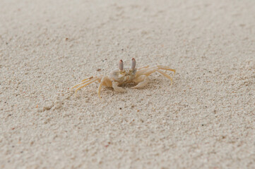 A crab on the beach is running on the white sand. Exotic animals in the resorts of tropical islands. The concept of a beach holiday in the tropics.