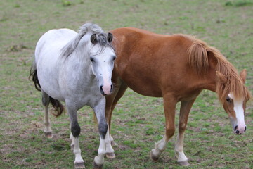 Horses Eating and playing in the field