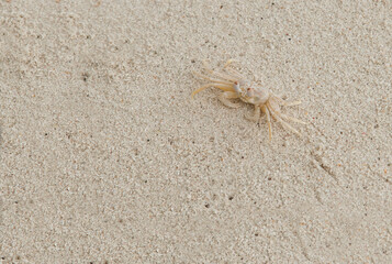 A crab on the beach is running on the white sand. Exotic animals in the resorts of tropical islands. The concept of a beach holiday in the tropics.