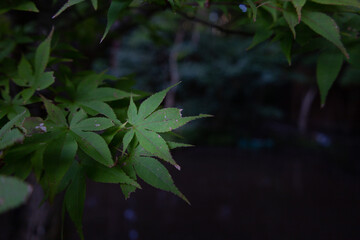 Green Maple