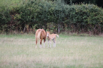 Horses Eating and playing in the field