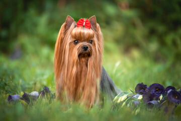 Dog Yorkshire Terrier lying on the grass