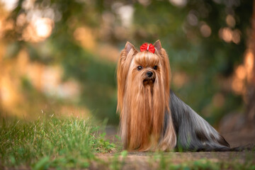 Dog Yorkshire Terrier lying on the grass