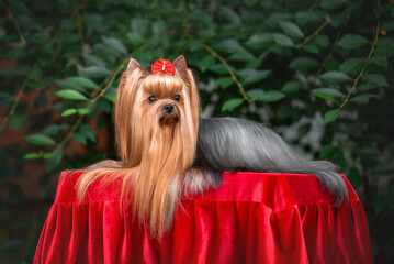 Dog Yorkshire Terrier lying on the grass