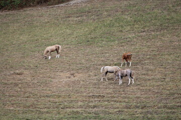 Horses eating and playing in the field