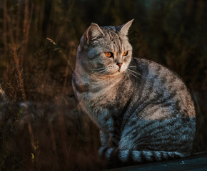 portrait of a cat