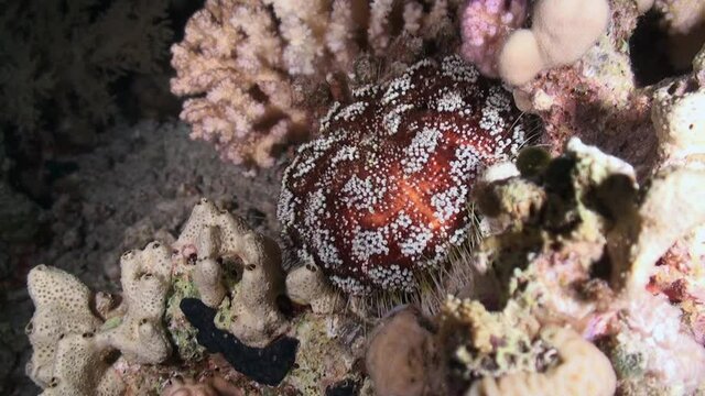 Sea urchin echinus underwater on background marine landscape in Red sea. Swimming in world of colorful beautiful wildlife of reefs and algae. Inhabitants in search of food. Abyssal diving.