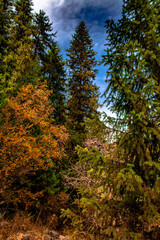 forest in the morning