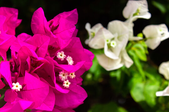 bright pink and white flowers on a black background with bokeh