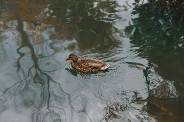 brown duck in the lake in autumn in October