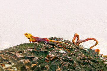 Tropical Bright Multicolored Lizard Gecko sits on Indonesia's Tropical Beach Malaysia Vacation Goa Tours tourism to Maldives Excursion Philippine Islands