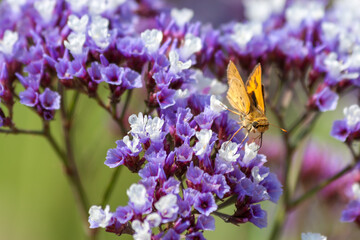 Couple of skipper butterflies pollinating some flowers