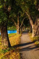 Naklejka premium River, way, trees, autumn, 
