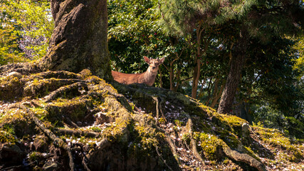 Sika deer live freely in a Japanese Nara Park. Cervus nippon during spring