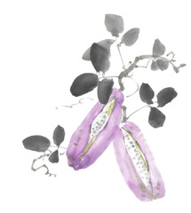 水墨画技法で描かれたアケビ
