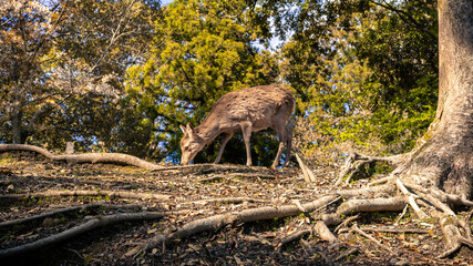 Sika deer live freely in a Japanese Nara Park. Cervus nippon during spring