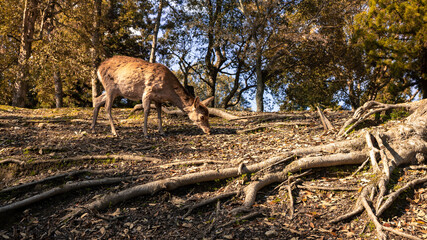 Sika deer live freely in a Japanese Nara Park. Cervus nippon during spring