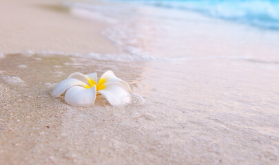Exotic Tropical Plumeria Flower on the white Sandy Beach on the Sea Wave Beach Resort, Travel...