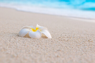 Exotic Tropical Plumeria Flower on the white Sandy Beach on the Sea Wave Beach Resort, Travel Vacation Luxury Freshness Maldives Thailand Indonesia Bora Bora Dominican Republic as a background