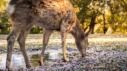 Deer is eating leaves of sakura in Japanese Nara Park. Cervus nippon grazing