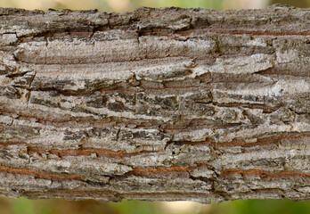 Close Up of Bark on Tree Stump. Old tree. many years old. carbon sink. close up of bark.macro photography. sunlight on bark. High quality photo