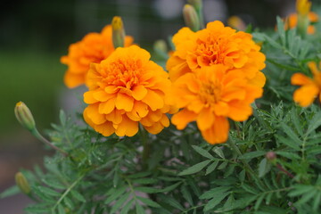 orange marigold flower