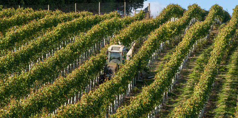 Hampshire, England, UK. 2021.  Tractor spraying vines in a Hampshire vineyard early autumn and before harvesting - obrazy, fototapety, plakaty