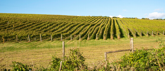 Hampshire, England, UK. 2021.  Vines growing on a south facing hillside in Hampshire, southern...