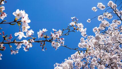 Beautiful branches of blossoming sakura trees with blues sky background at Kyoto
