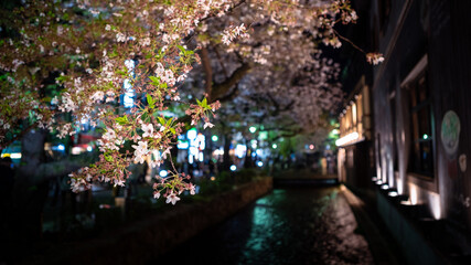 Fototapeta premium Beautiful sakura cherry blossom trees lineup at Takase river on night Kyoto.