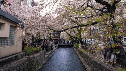 Fototapeta na wymiar Beautiful sakura cherry blossom trees lineup at Takase river on night Kyoto.