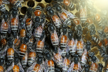 Fototapeta premium Honey Bees on bee hive in Thailand and Southeast Asia.
