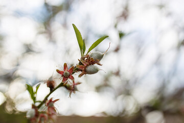 ripe green almonds grown organically in Adelaide, South Australia