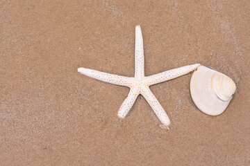 Fototapeta na wymiar Starfish on sandy beach in summer with sea background