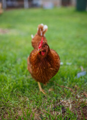 Red chicken in green grass walking towards the camera in Adelaide, South Australia