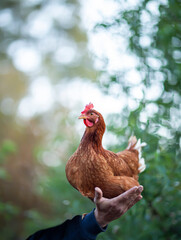 hand holding up a  chicken up in the air against green bokeh background 