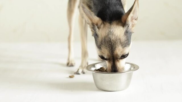 Small Dog Eating,hungry Puppy Takes Food Out Of A Bowl