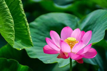 ピンク色の古代蓮