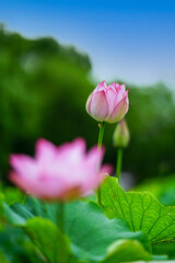 ピンク色の古代蓮