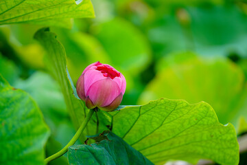 ピンク色の古代蓮