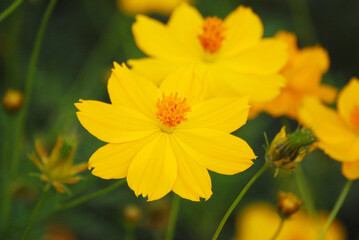 Flowers scene of blooming of yellow Sulfur Cosmos with blurred background - Floral backdrop and beautiful detail
