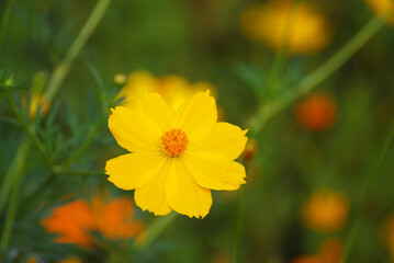 Flowers scene of blooming of yellow Sulfur Cosmos with blurred background - Floral backdrop and beautiful detail