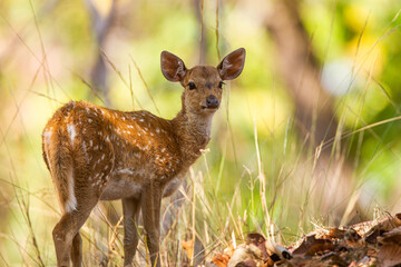 Young Spotted Deer grazing on the forest floor looking out for Tigers in Tadoba National Park, India	