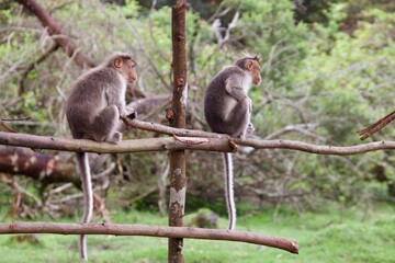 Rhesus macaque