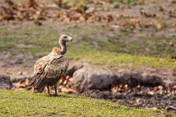 Long-billed Vulture sitting on the ground near a carcass in Bandhavgarh, India