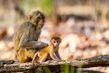 Rhesus Macaque playing on a log in the forests of Bandhavgarh, India
