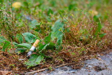 a carelessly thrown smoking cigarette butt lies on the autumn green and dry grass and can create a fire